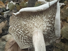 Infundibulicybe geotropa