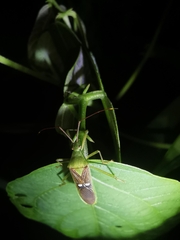 Homoeocerus bipunctatus