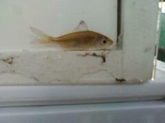 Eucinostomus harengulus