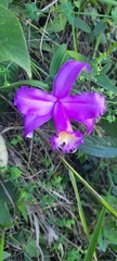 Sobralia violacea