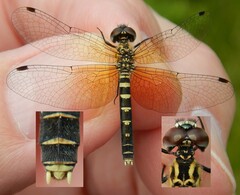 Nannothemis bella