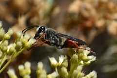 Sphex peruanus