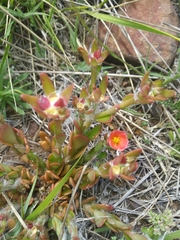 Portulaca cryptopetala