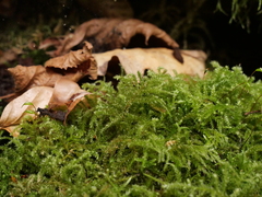 Eurhynchium striatum