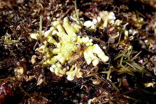 Image of Mesophyllum lichenoides by no rights reserved