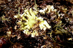 Mesophyllum lichenoides