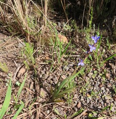 Aristea juncifolia