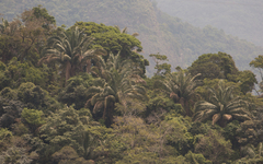 Arecaceae