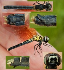 Nannothemis bella