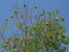 Ploceus
