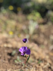 Clarkia tenella