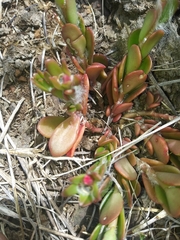 Portulaca cryptopetala