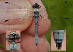 Nannothemis bella