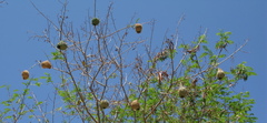 Ploceus