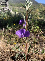 Clarkia tenella