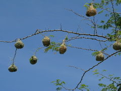 Ploceus