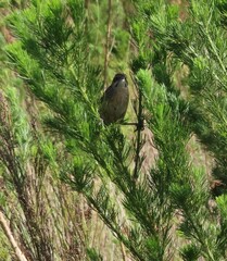 Sphenoeacus afer afer