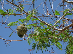 Ploceus