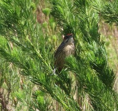 Sphenoeacus afer afer