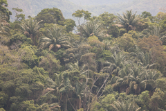 Arecaceae