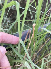 Cenchrus clandestinus