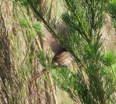 Sphenoeacus afer afer