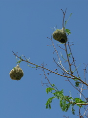 Ploceus
