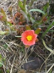 Portulaca cryptopetala