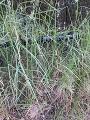 Cenchrus clandestinus