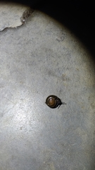 Macrochlamys hippocastaneum