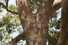 Astronium graveolens