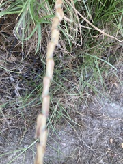 Cenchrus clandestinus