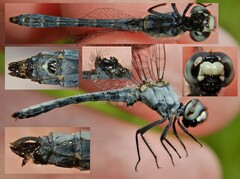 Nannothemis bella