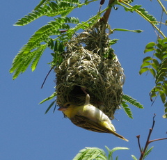 Ploceus