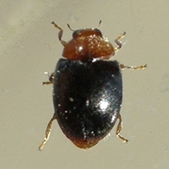 Scymnus kansanus