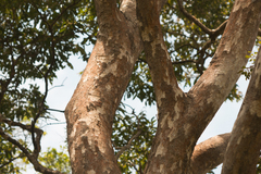 Astronium graveolens