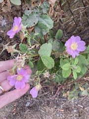 Rosa californica