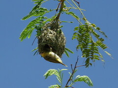 Ploceus