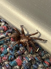 Herpyllus ecclesiasticus