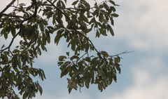 Astronium graveolens