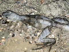 Basiliscus basiliscus