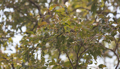 Astronium graveolens