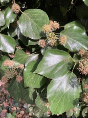 Hedera canariensis