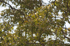 Astronium graveolens