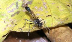 Eremnophila