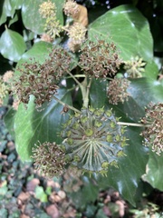 Hedera canariensis