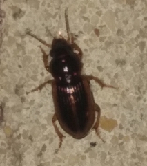 Stenolophini