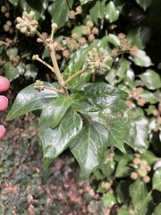 Hedera canariensis