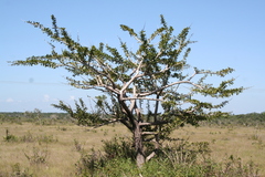 Crescentia cujete