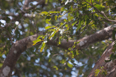 Astronium graveolens